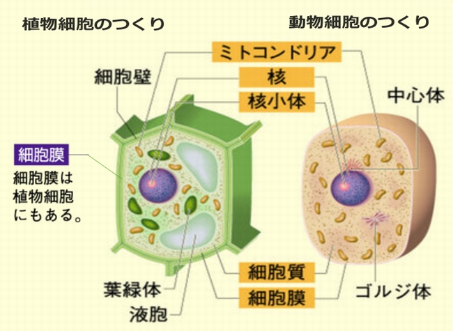 動物細胞・植物細胞のつくりとミトコンドリア