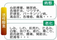 活性酸素の病態と老化の影響