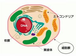 細胞膜