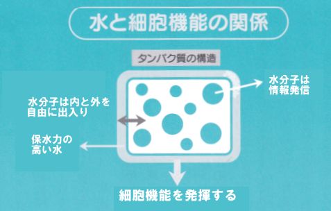 水と細胞機能の関係