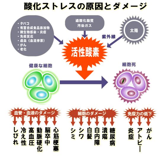 酸化ストレスの原因とダメージ