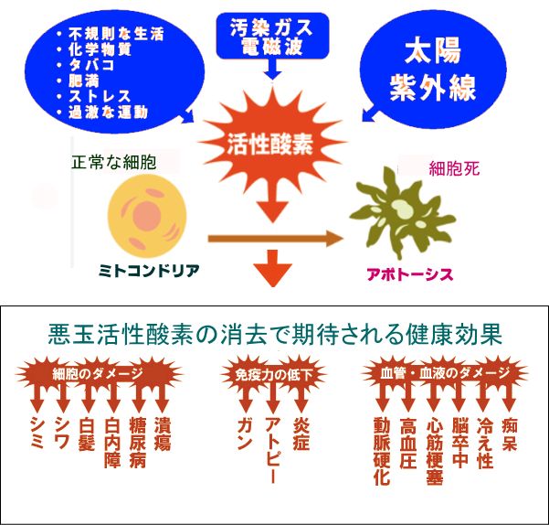 悪玉活性酸素の消去で期待される健康効果jpg