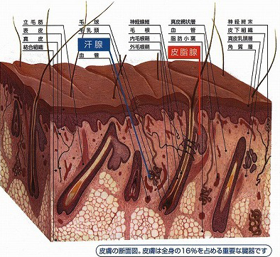 皮膚の断面図。皮膚は全身の16%を占める重要な臓器です