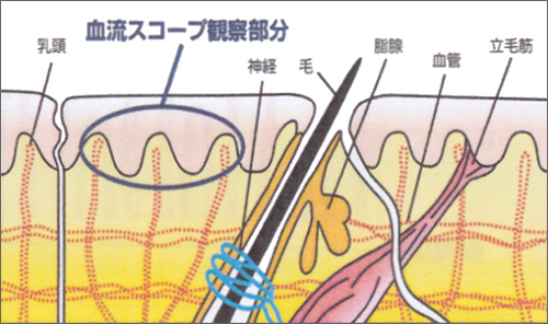 血流スコープ　毛細血管スコープ　顕微鏡