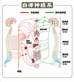 自律神経の制御