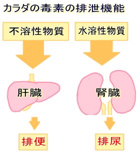 カラダの毒素の排泄機能